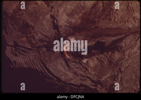 Dieses Bild zeigt einen Karpfenfisch aus „The Clown“, einem schwimmenden Restaurant am Osage Beach, das die einzigartige Umgebung und den Blick auf das Restaurant auf Wasserbasis einfängt. Stockfoto