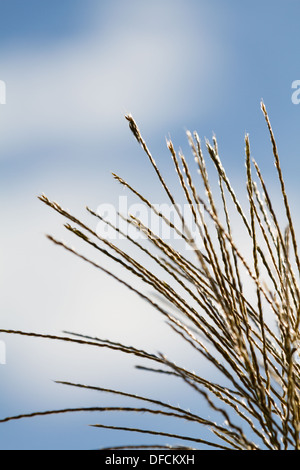 Pampasgras Samenköpfe an einem sonnigen Tag Stockfoto