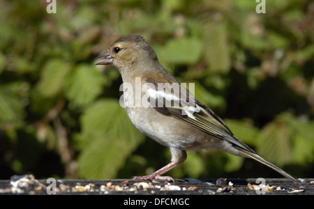 Weibliche Buchfink auf einen Vogel Tisch, Dartmoor, Devon, UK Stockfoto