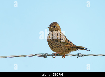 Weibliche Corn Bunting-Miliaria Calandra, thront auf Stacheldraht, Gesang. UK Stockfoto