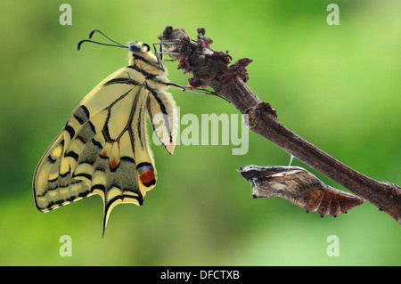 Frisch geschlüpfter Schwalbenschwanz Schmetterling (Papilio Machaon) Stockfoto