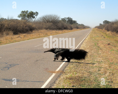 Ein großer Ameisenbär (Myrmecophaga Tridactyla) gesehen in der Chaco-Region von Nord-Argentinien Stockfoto