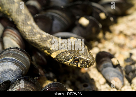 Viperine Wasser-Schlange (Natrix Maura) in intertidal marine Teichen. Stockfoto