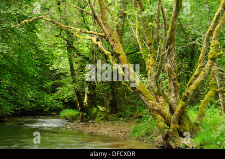 Lor Fluss und Wald. O Courel Berge, Lugo, Galicien, Spanien. Stockfoto