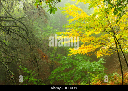 Wald im Naturpark Mount Aloia. Galicien, Spanien. Stockfoto