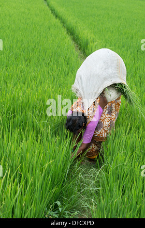 Indische Frau mäht Rasen zwischen den Reispflanzen in einem Reisfeld. Andhra Pradesh, Indien Stockfoto