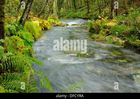 Waldlandschaft in einem Laubwald. Stockfoto