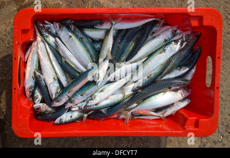 Fangfrische Makrelen in roten Kunststoff-Box gesehen von oben, Cornwall, England Stockfoto