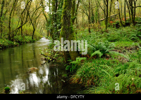 Fluss Barragan, Wald und Wassermühle. Stockfoto