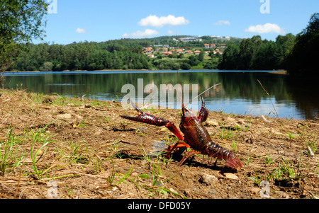 Amerikanischer Flusskrebs (Procambarus Clarkii) Stockfoto