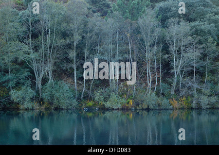 Laubwald und Fluss. Galicien, Spanien Stockfoto