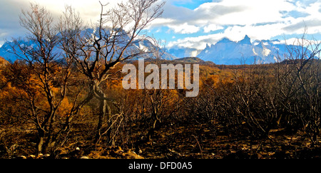 Verbrannte Erde im Torres del Paine Nationalpark, im chilenischen Patagonien nach den Waldbränden vom Januar 2011 Stockfoto