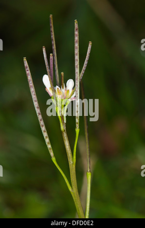 Behaarte Bitter-Kresse (Cardamine Hirsuta) Blume Stockfoto