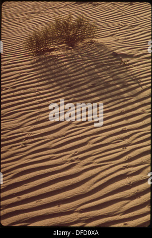 DÜNE IN MONAHANS SANDHILLS STATE PARK 545855 Stockfoto