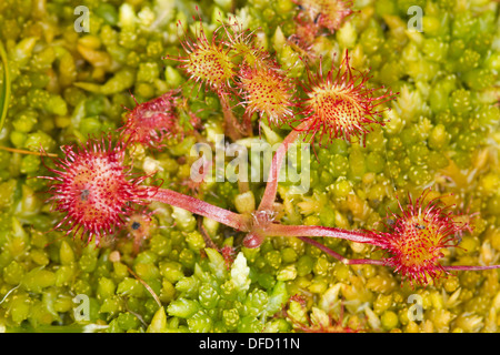 Runde-leaved Sonnentau (Drosera Rotundifolia) in Sphagnum-Moos Stockfoto