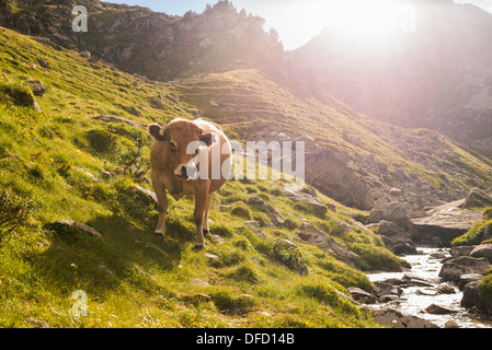 Eine Kuh in den Bergen. Stockfoto