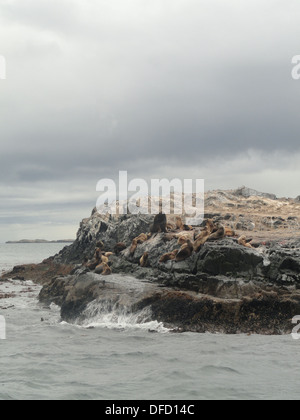 Seevögel und Seelöwen auf den Inseln von der Beagle-Kanal, in der Nähe von Ushuaia, Feuerland, Argentinien Stockfoto