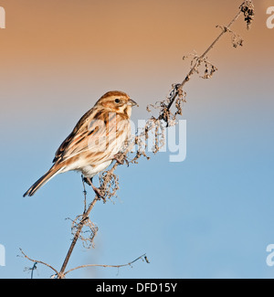 Weibliche Reed Bunting thront auf totes Laub Stockfoto