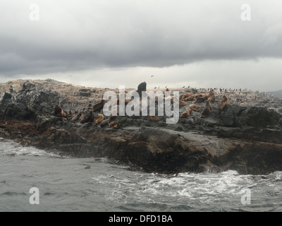 Seevögel und Seelöwen auf den Inseln von der Beagle-Kanal, in der Nähe von Ushuaia, Feuerland, Argentinien Stockfoto