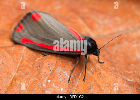 Zinnober Moth (Tyria Jacobaeae) ruht auf ein totes Blatt Stockfoto