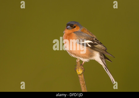 männlichen Buchfinken (Fringilla Coelebs) vor einem grünen Hintergrund Stockfoto