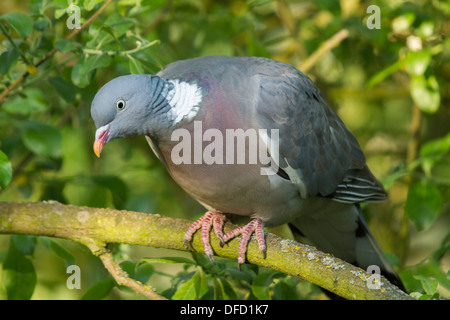 Woodpigeon (Columba Palumbus) thront auf einem Ast Stockfoto