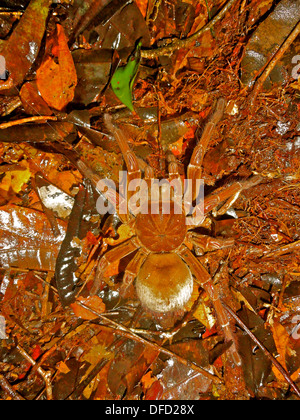 Ein Goliath Vogel Essen Spinne, das größte von der Tarantel-Familie im Amazonas-Regenwald, in der Nähe von Manaus, Brasilien Stockfoto