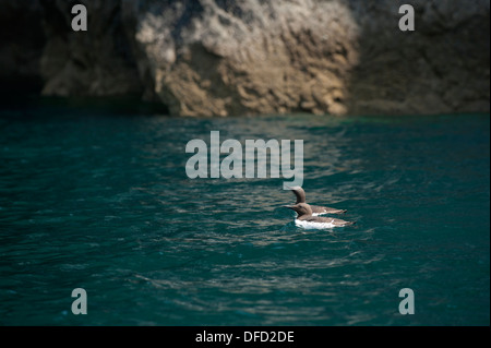 Paar von Trottellummen, Uria Aalge, Schwimmen, Skomer Island, South Pembrokeshire, Wales, Vereinigtes Königreich Stockfoto