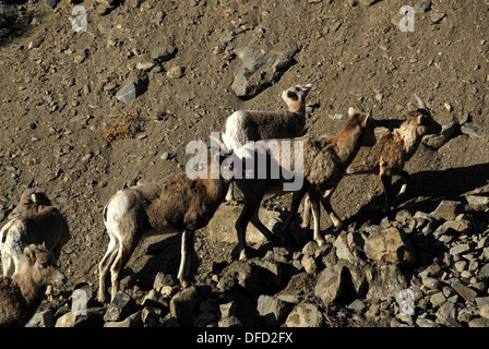 Dickhornschaf Ovis Canadensis, in der Nähe von Gardiner, Yellowstone NP, Montana Stockfoto