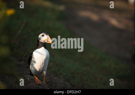 Puffin, Fratercula Arctica, Skokholm, South Pembrokeshire, Wales, Vereinigtes Königreich Stockfoto