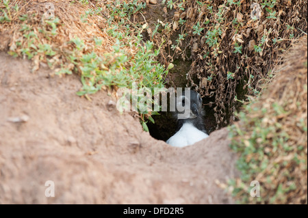 Puffling, Fratercula Arctica, in eine Höhle, Skokholm, South Pembrokeshire, Wales, Vereinigtes Königreich Stockfoto