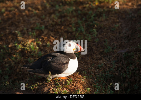 Puffin, Fratercula Arctica, Skokholm, South Pembrokeshire, Wales, Vereinigtes Königreich Stockfoto