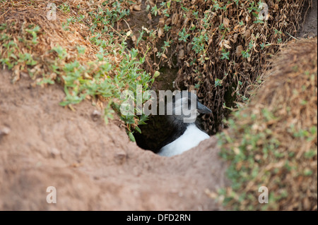 Puffling, Fratercula Arctica, in eine Höhle, Skokholm, South Pembrokeshire, Wales, Vereinigtes Königreich Stockfoto