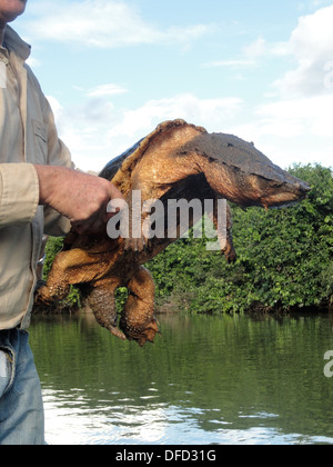 Eine Schildkröte Mata Mata gefangen von einem Naturführer in Los Llanos in Venezuela. Stockfoto