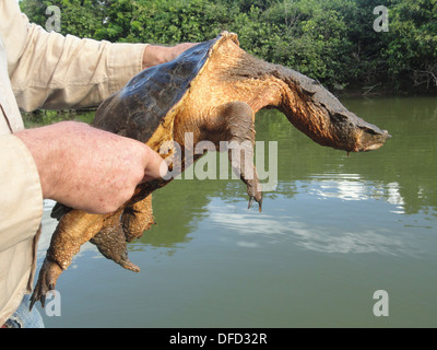Eine Schildkröte Mata Mata gefangen von einem Naturführer in Los Llanos in Venezuela. Stockfoto