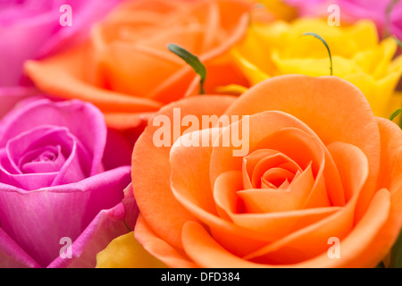 Nahaufnahme eines Bündels von orange, rosa und gelbe Rosen Stockfoto