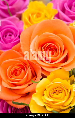 Nahaufnahme eines Bündels von orange, rosa und gelbe Rosen Stockfoto