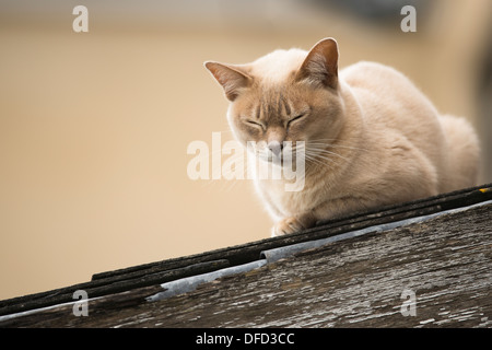 Burmilla Katze auf einem Dach in Gloucestershire, England, Vereinigtes Königreich Stockfoto