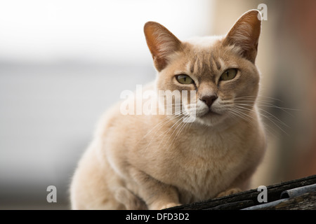 Burmilla Katze auf einem Dach in Gloucestershire, England, Vereinigtes Königreich Stockfoto