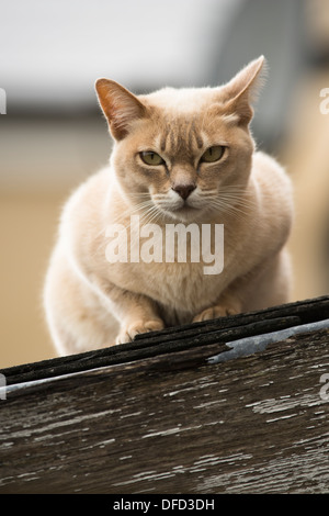 Burmilla Katze auf einem Dach in Gloucestershire, England, Vereinigtes Königreich Stockfoto