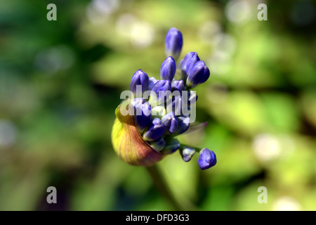 Agapanthus (Schmucklilie) Blütenknospe Eröffnung Stockfoto