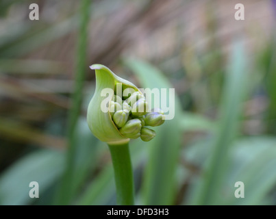 Agapanthus (Schmucklilie) Blütenknospe Eröffnung Stockfoto