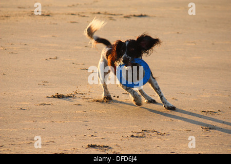 Arbeiten Art Englisch Springer Spaniel Haustier Jagdhund an einem Sandstrand mit einer blauen Frisbee spielen Stockfoto