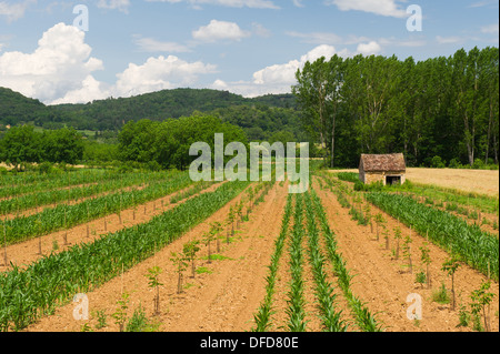 Französische Landschaft mit kleinen Haus und Maisfeld Stockfoto