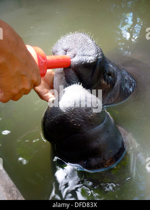 Zwei Baby Amazonas-Seekühe gefüttert Milch aus der Flasche bei der Manatee Rescue Center in der Nähe von Iquitos, Peru Stockfoto