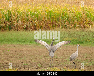 Sandhill Kran paar neben Herbst Maisfeld. (Grus Canadensis) Stockfoto