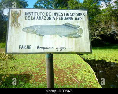 Ein See wird verwendet, um den Amazonas Fisch "Paiche", in der Nähe der Stadt Iquitos, Loreto, Peru Stockfoto