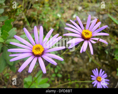 Weiße und violette Blumen blühen im Frühling in Peru Stockfoto