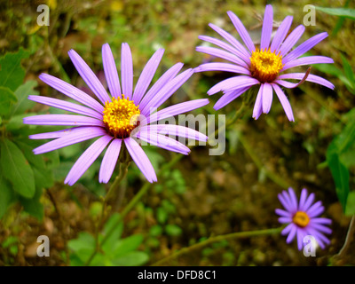 Weiße und violette Blumen blühen im Frühling in Peru Stockfoto