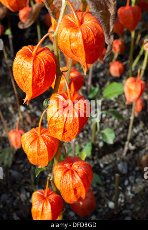 Chinesische Laternen mit leuchtend orangen Blüten an einem sonnigen Tag im Freien. Stockfoto